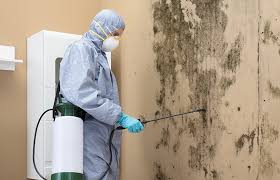 Best Mold Damage Restoration  in West Union, OH